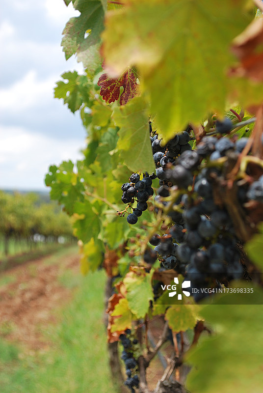 晚收葡萄酒葡萄图片素材