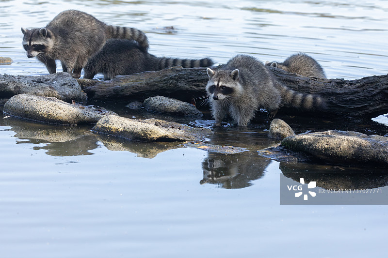 温哥华斯坦利公园的浣熊图片素材