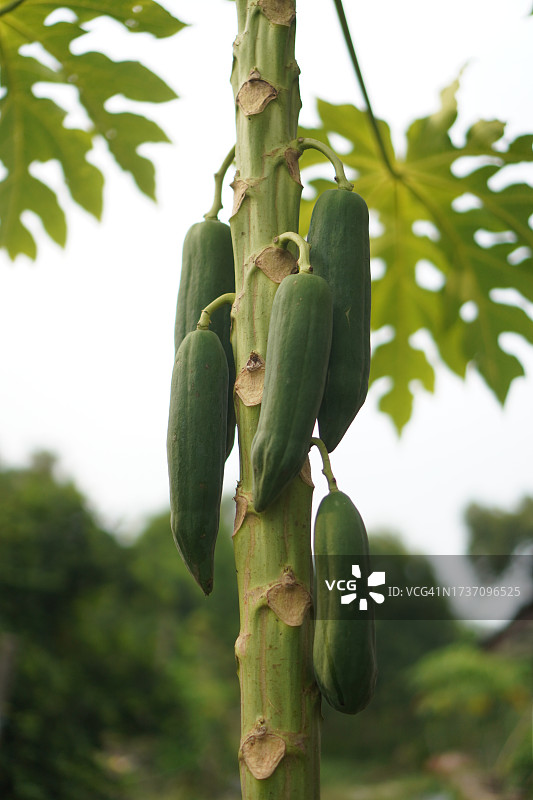 木瓜树图片素材