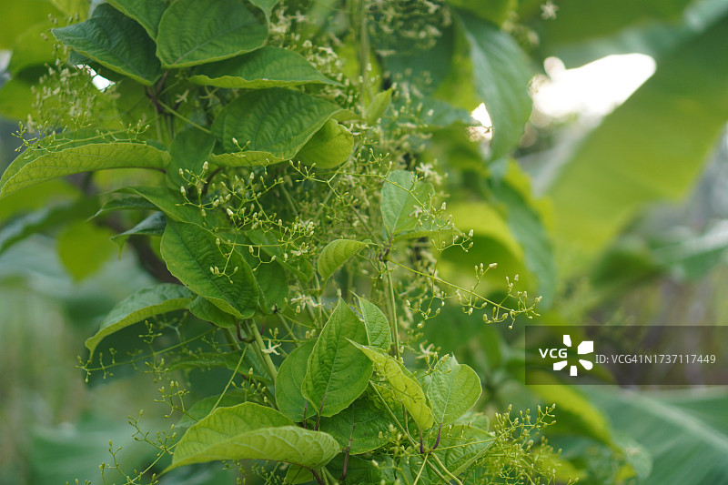 合欢，光果甘草泰国草药图片素材