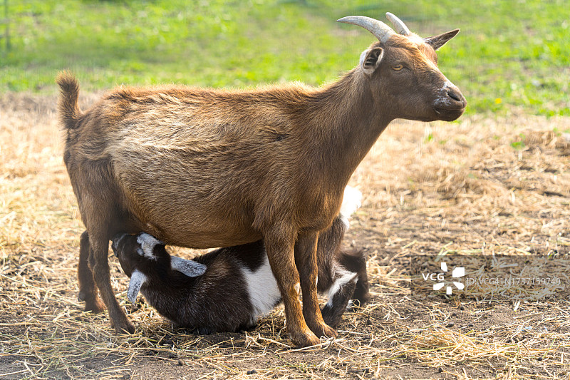 小山羊吮吸母乳图片素材