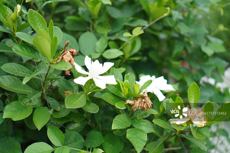 白色栀子花图片素材