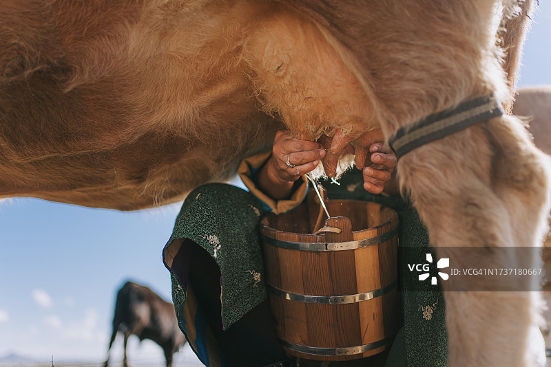 蒙古族妇女挤牛奶图片素材