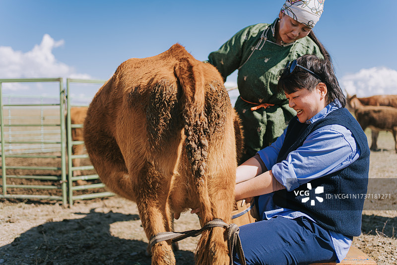 体验挤牛奶的亚裔女人与当地蒙古族妇女图片素材