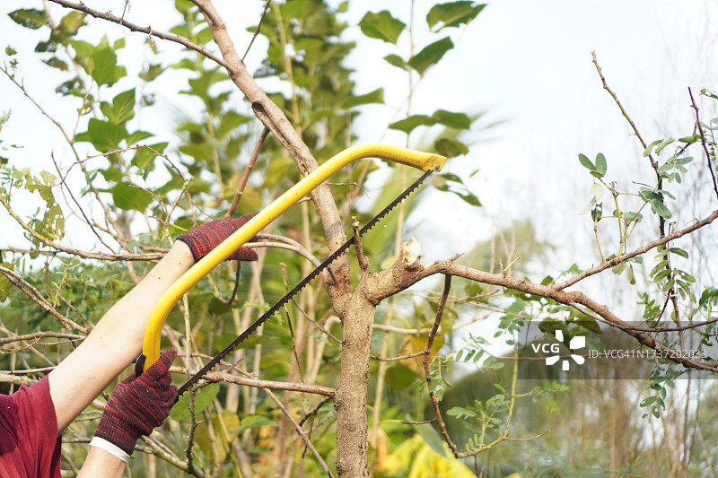 女人用手持锯锯树干图片素材