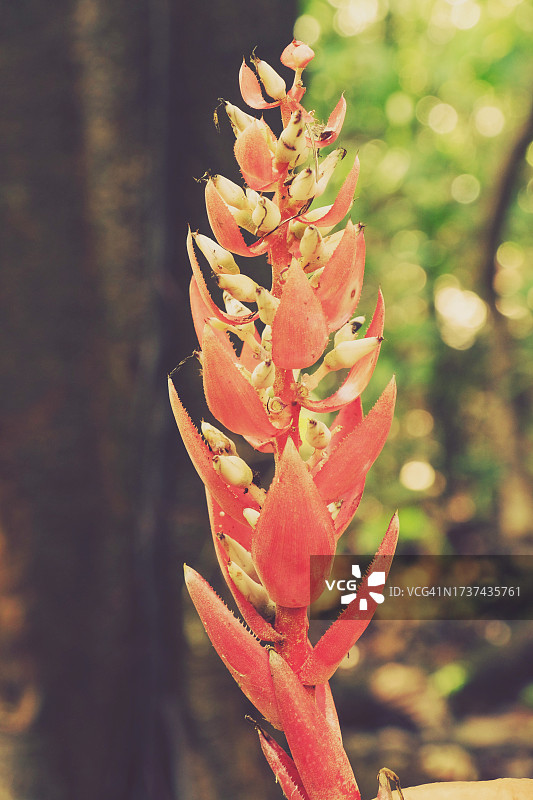 粉色/红色凤梨科植物图片素材