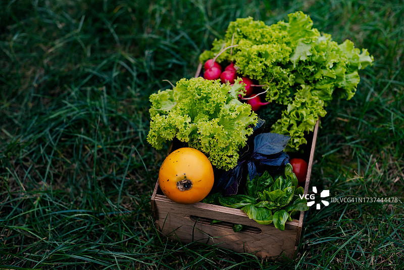 篮子里的新鲜有机果蔬图片素材