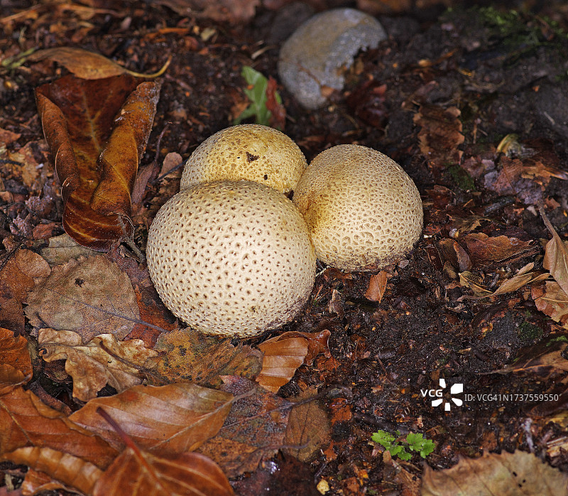 普通马勃菌图片素材