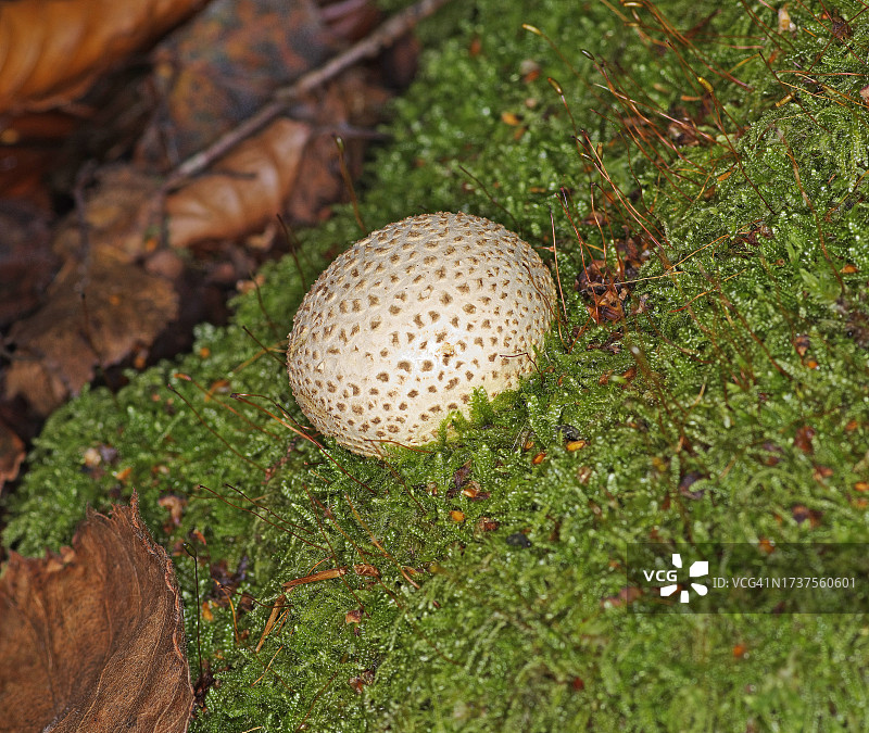 普通马勃菌图片素材