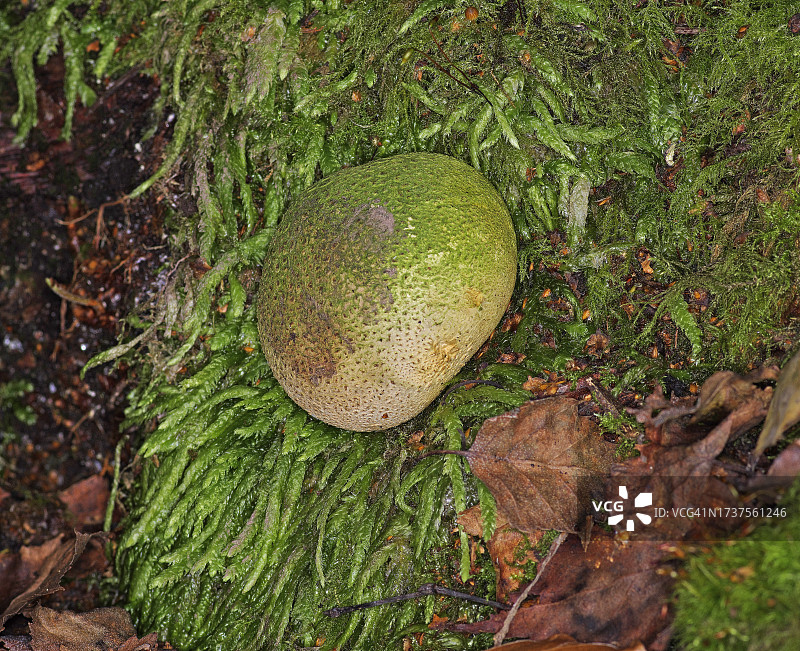 普通马勃菌图片素材