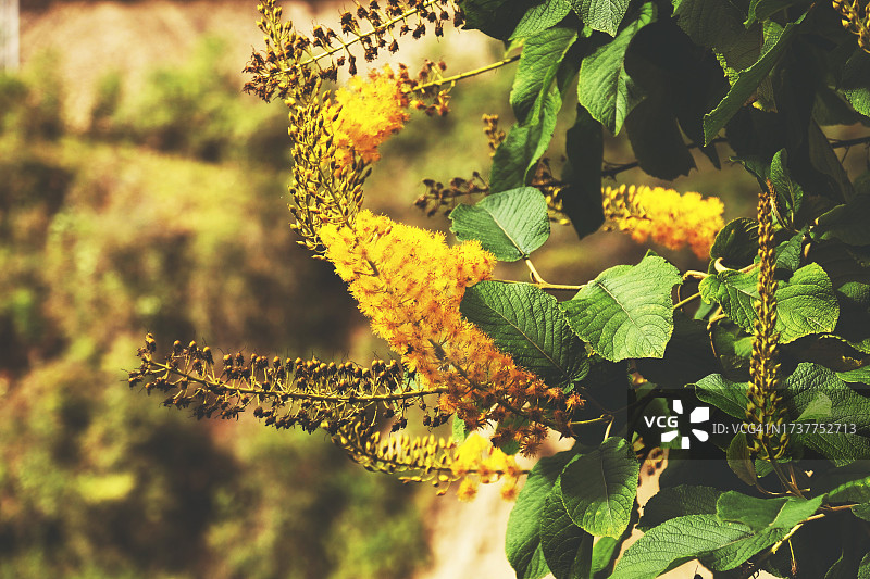 含羞草花与美丽叶子图片素材
