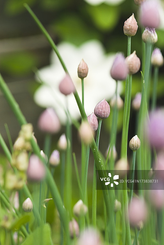 细香葱（葱属）食用香草 - V图片素材