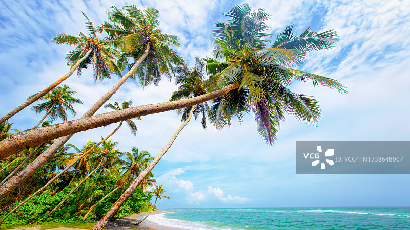 斯里兰卡米瑞莎海滩的椰子树图片素材