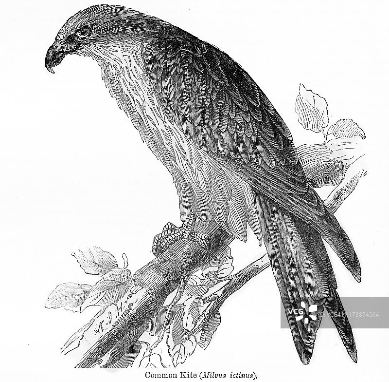 黑耳鸢图片素材