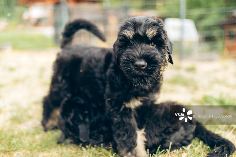 黑色和棕褐色俄罗斯梗犬幼犬图片素材
