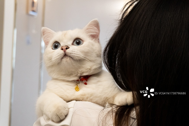 怀抱可爱白色猫咪的年轻女人（近景后视图）图片素材