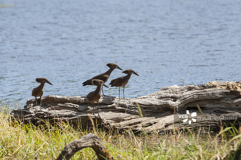 锤头鹳图片素材