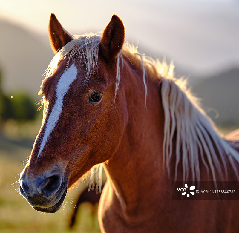 马的头像图片素材