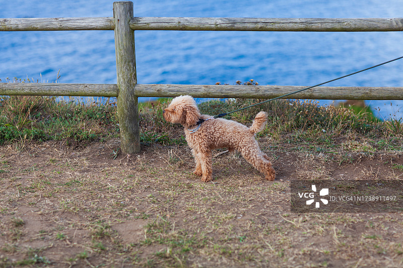 贵宾犬图片素材