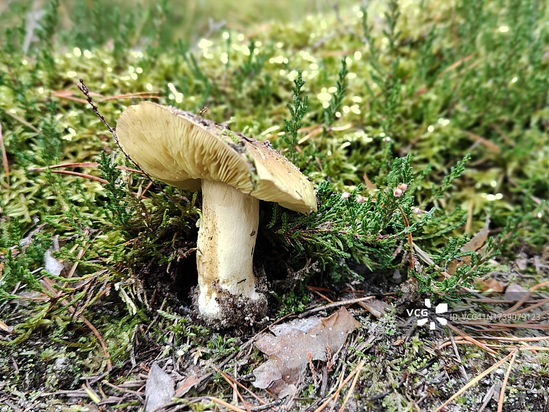 马背上的男子或黄色骑士图片素材