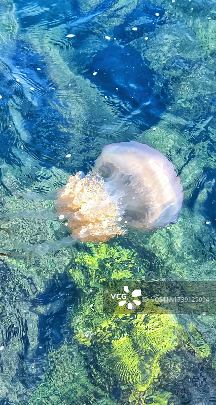 水母图片素材