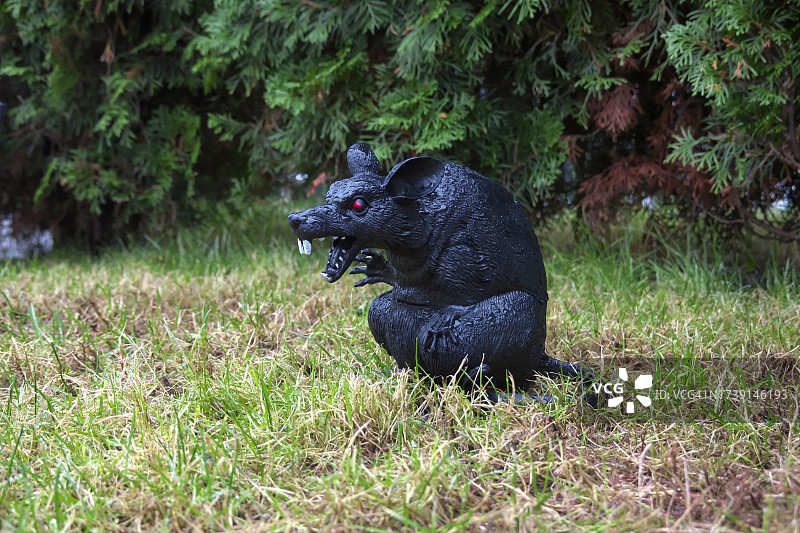 万圣节花园装饰 - 黑鼠图片素材