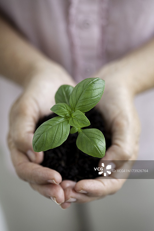 手捧新植物的年长女性图片素材