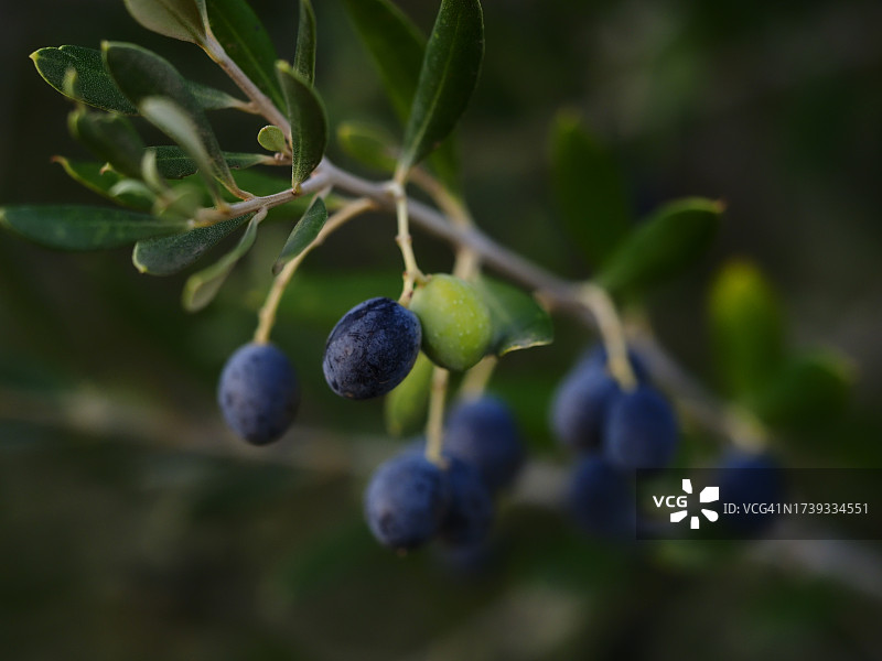 橄榄树丛中下午阳光下的树枝上的橄榄图片素材