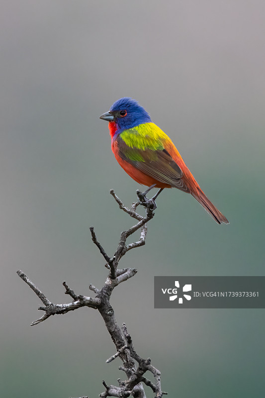彩鹀，俄克拉荷马州威奇托山图片素材