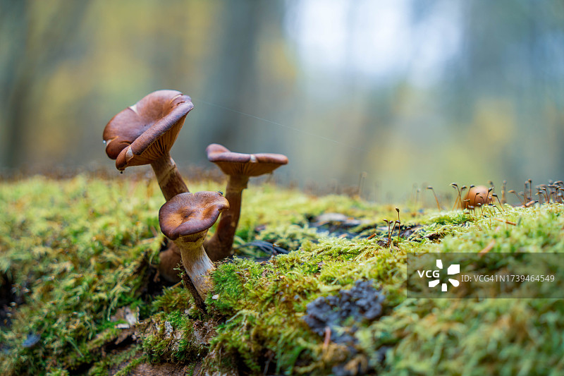 倒下的树木上生长的蘑菇图片素材