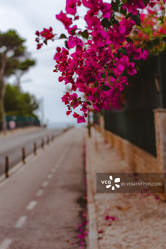 卡斯凯什街道上的粉色花朵图片素材