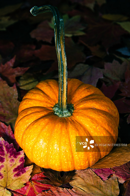 彩色秋叶上的小橙色弯柄南瓜图片素材