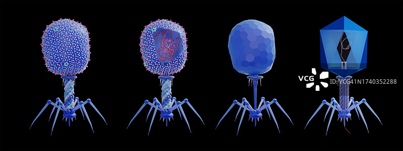 T4噬菌体结构图图片素材