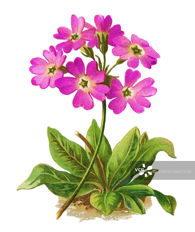 喜马拉雅玫瑰报春植物古老彩色石印插图图片素材