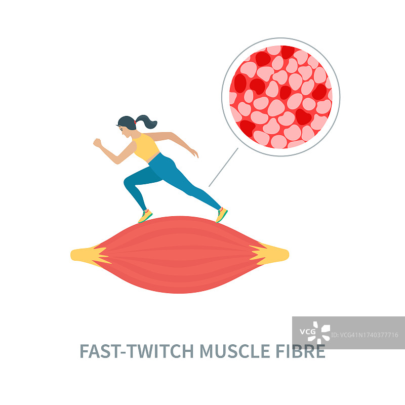 快速抽搐肌肉纤维插图图片素材