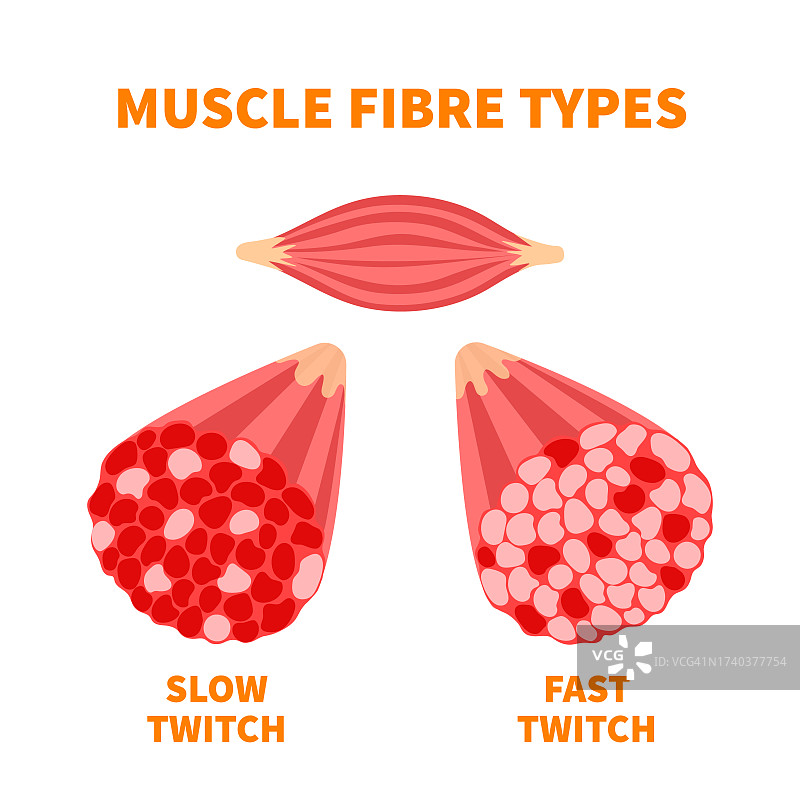 肌肉纤维类型图图片素材