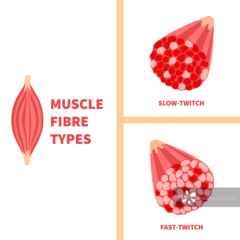 肌肉纤维类型图图片素材