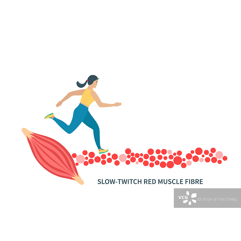 慢肌纤维插图图片素材