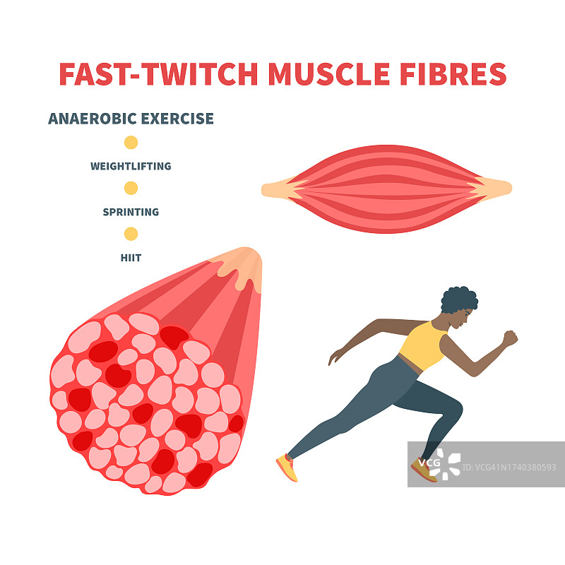 快速抽搐肌肉纤维插图图片素材