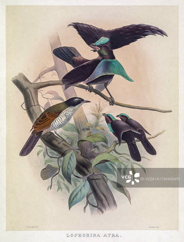 19世纪精美极乐鸟插画图片素材