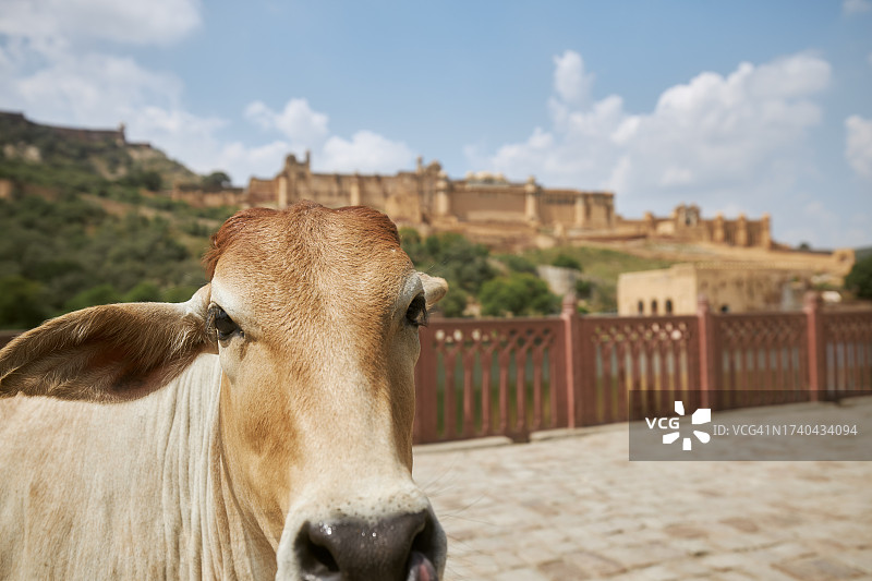 好奇的牛，背景是斋浦尔琥珀堡图片素材