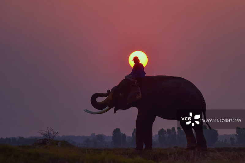 泰国素林，驯象师骑在大象上的剪影图片素材