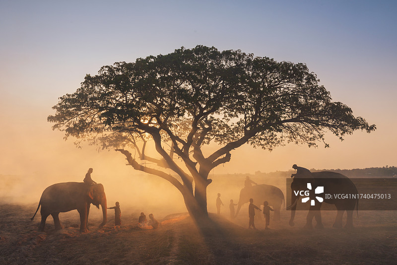 泰国素林，象夫骑象和树下儿童的剪影图片素材
