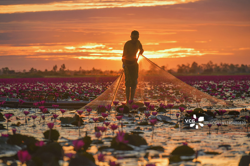 渔民在泰国乌隆他尼红莲湖的日落时分，站在开满粉红色睡莲的湖中图片素材