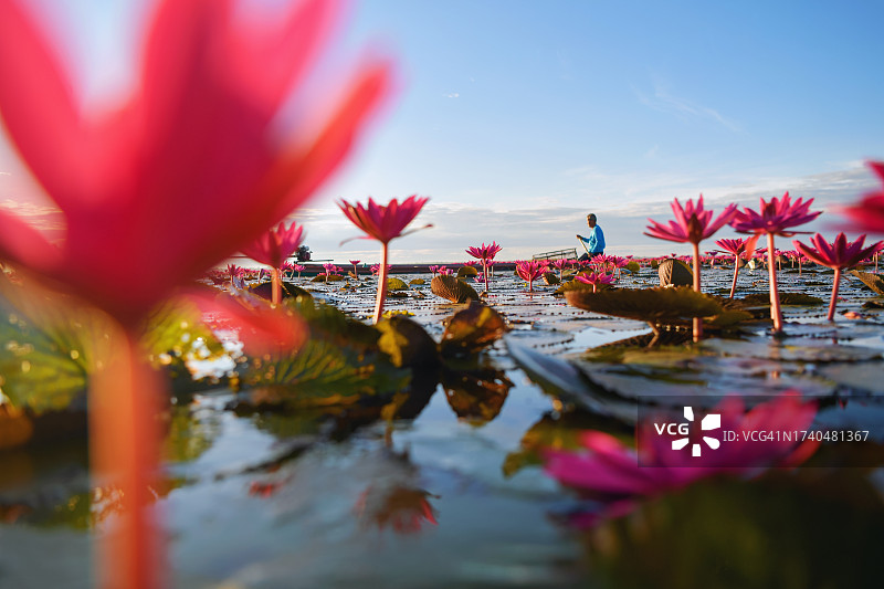 渔夫在开满粉色睡莲的泰国乌隆他尼红莲湖上乘船图片素材