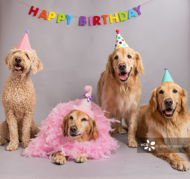 金毛犬和一只拉布拉多犬坐在生日快乐banner下，戴着派对帽图片素材