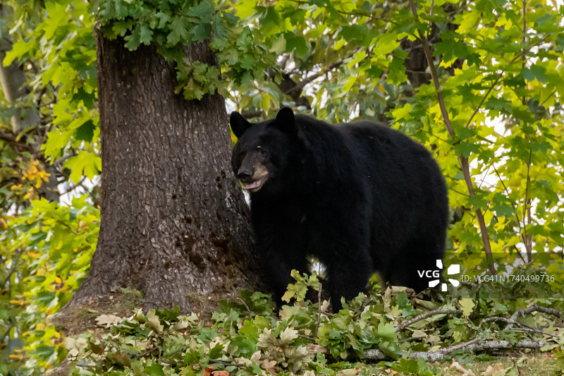 黑熊在橡树下吃橡子图片素材