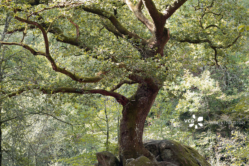 法国圣朱尼安格莱恩河谷的橡树图片素材