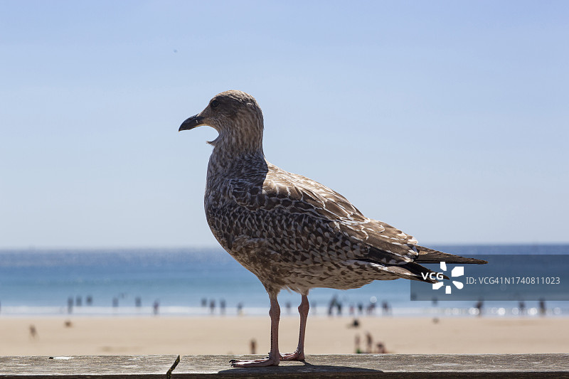 法国莱萨布勒-多洛讷海鸥特写图片素材