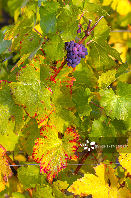 法国马恩省：葡萄特写图片素材